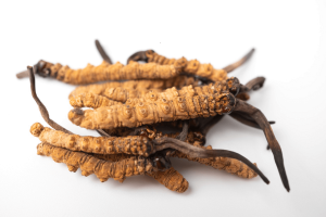 o je to Cordyceps?